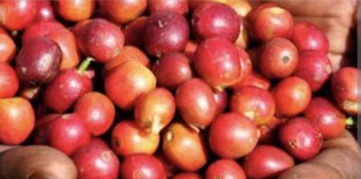 السويد تضخ 1.5 مليار شلن لدعم الشباب في قطاع القهوة بأوغندا