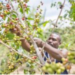 شركات القهوة تطلق نظامًا فضائيًا لمراقبة إزالة الغابات في أفريقيا