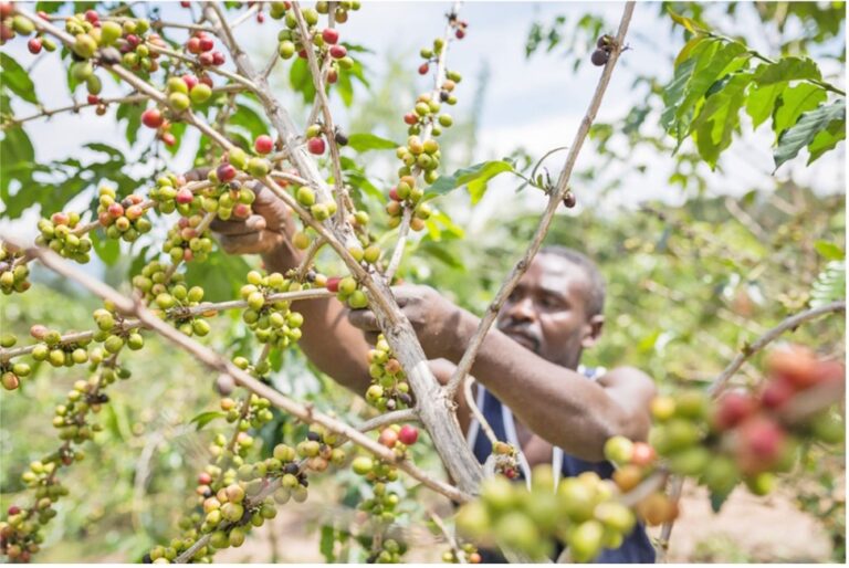 شركات القهوة تطلق نظامًا فضائيًا لمراقبة إزالة الغابات في أفريقيا