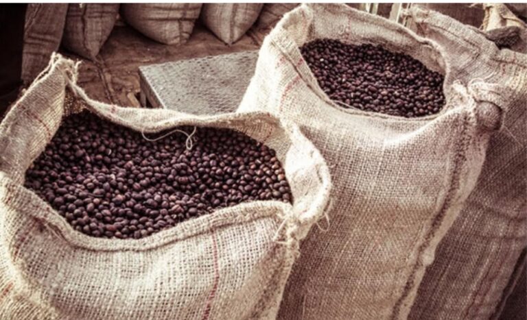 الطلب الصيني يدفع صادرات القهوة الأوغندية إلى مستويات قياسية