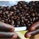 قادة أوغندا يدفعون بمزارعي لانغو نحو زراعة البن لتعزيز الدخل ومواجهة الفقر