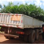 دعوات حكومية للتخلي عن قصب السكر لصالح زيت النخيل