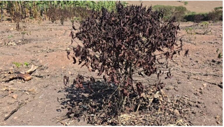 الجفاف يضرب مزارعي البن في أوغندا.. خسائر قاسية وتهديد للمحاصيل المقبلة
