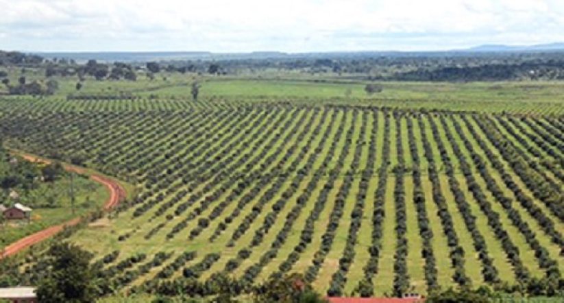agriculture
