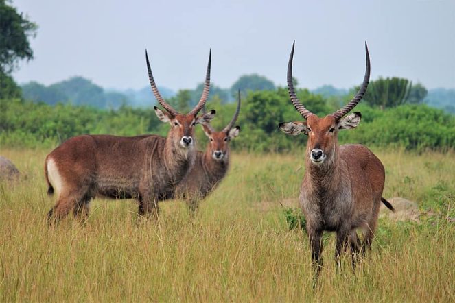 mammal-grass-animal-world-animal-field-antelope-wild-bock-uganda