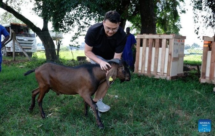 ماعز جيانجو كبير الأذنين (Jianzhou big-eared goats): السلالة الهجينة الصينية المستوردة.

عنتيبي (Entebbe): المدينة الأوغندية التي تضم مطار عنتيبي الدولي.

منظمة الأغذية والزراعة للأمم المتحدة (الفاو - FAO): شريك في مشروع التعاون بين بلدان الجنوب.

التعاون بين بلدان الجنوب (South-South Cooperation Project): مبادرة تهدف لتبادل الخبرات والتقنيات بين الدول النامية.

وزارة الزراعة والثروة الحيوانية ومصايد الأسماك الأوغندية (MAAIF - Ministry of Agriculture, Animal Industry and Fisheries): الجهة الحكومية الأوغندية المشرفة على القطاع الزراعي والحيواني.

روز أديمون (Rose Ademun): مفوضة صحة الحيوان في MAAIF.

المركز الوطني للموارد الوراثية الحيوانية وبنك البيانات (NAGRC&DB - National Animal Genetic Resources Centre & Data Bank): المركز الذي يستضيف الماعز المستوردة.

جوليوس تويناماسيكو (Julius Twinamasiko): رئيس الجانب الأوغندي من مشروع التعاون بين بلدان الجنوب.

وكالة شينخوا (Xinhua): وكالة الأنباء الصينية التي أجرت المقابلات.

الدخن ذو الذيل والأرز الهجين (foxtail millet and hybrid rice): أصناف محاصيل عالية الغلة تم إدخالها سابقًا.