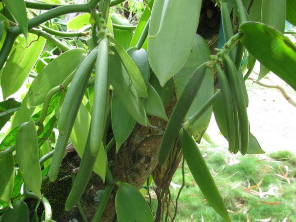 فريد بوينو كياكولاغا
موسم حصاد الفانيليا أوغندا
الفانيليا عالية القيمة
إدارة المحاصيل وجودة الفانيليا
وجهات صادرات الفانيليا الأوغندية (الولايات المتحدة، فرنسا، ألمانيا)
مقارنة مع إنتاج الفانيليا في مدغشقر
استراتيجيات زيادة الاحترافية والتنظيم في قطاع الفانيليا
مبادرات الشراكة الاستراتيجية لمزارعي الفانيليا
القيمة المضافة من الفانيليا القابلة للتتبع
مساهمة الفانيليا في الناتج المحلي الإجمالي الأوغندي
زراعة الفانيليا