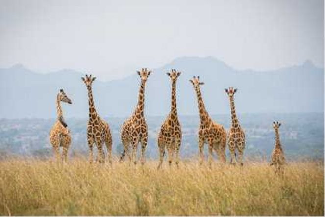 ماتيا كاسايجا (Matia Kasaija): وزير المالية الأوغندي.

430 مليار شلن (Shs 430 billion): المبلغ المخصص مباشرة للسياحة.

1.28 مليار دولار أمريكي (USD 1.28 billion): إيرادات السياحة في 2024.

استكشف أوغندا (Explore Uganda): حملة تسويقية دولية.

السياحة الداخلية (Domestic tourism): محور التركيز المتنامي.

متنزهات الملكة إليزابيث وشلالات مورشيسون الوطنية (Queen Elizabeth and Murchison Falls National Parks): مواقع تطوير البنية التحتية.

منابع النيل (Source of the Nile): موقع سياحي رئيسي.

مرفق مؤتمرات مونونيونو (Munyonyo convention facility): يعزز سياحة MICE.

MICE (Meetings, Incentives, Conferences, and Exhibitions): نوع من السياحة.

2.2 تريليون شلن (Shs 2.2 trillion): استثمارات ذات صلة بقطاع السياحة.

AFCON infrastructure: البنية التحتية لدعم كأس الأمم الإفريقية.

الدبلوماسية التجارية (Commercial diplomacy): استراتيجية لجذب الاستثمار والسياح.