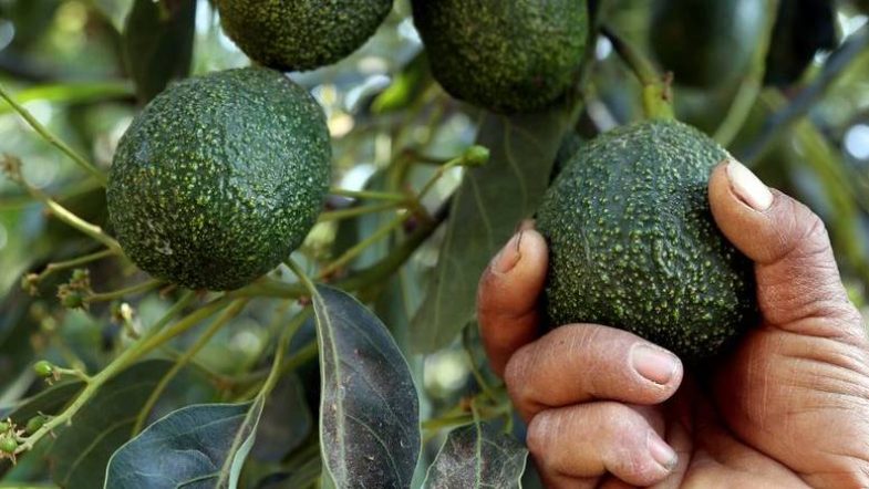 تنزانيا تتحدى هيمنة كينيا على صادرات الأفوكادو مستغلة أزمة البحر الأحمر